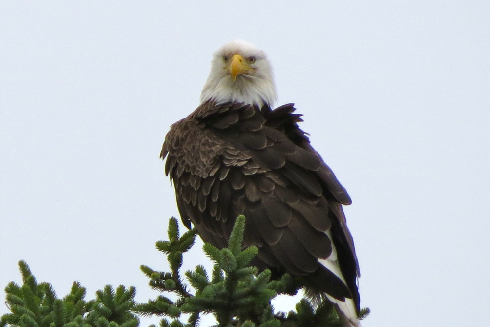 BC Wildlife Photo