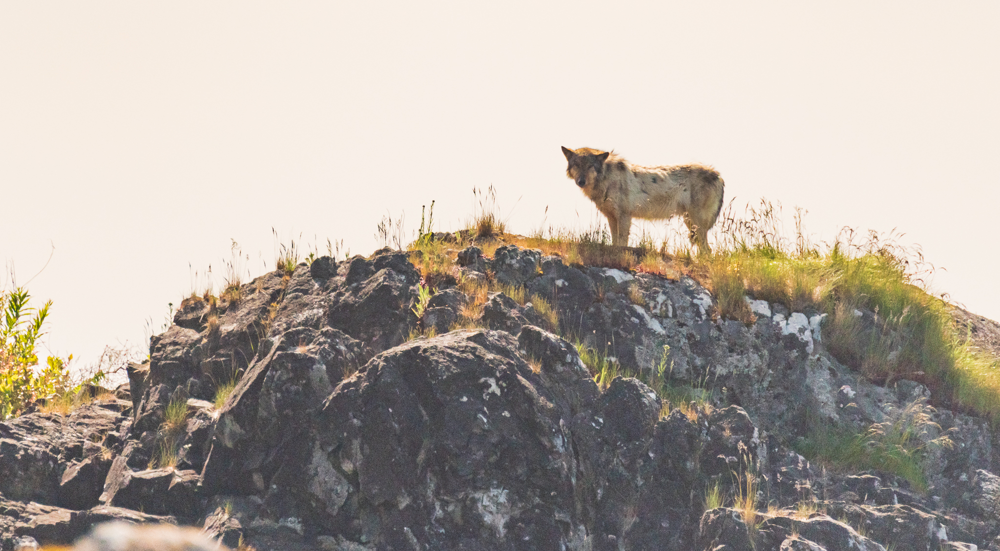Sea Wolf Standing on Grass-Covered Rock in Coastal BC