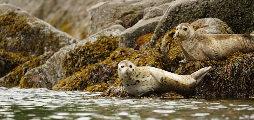Seals resting on the shore
