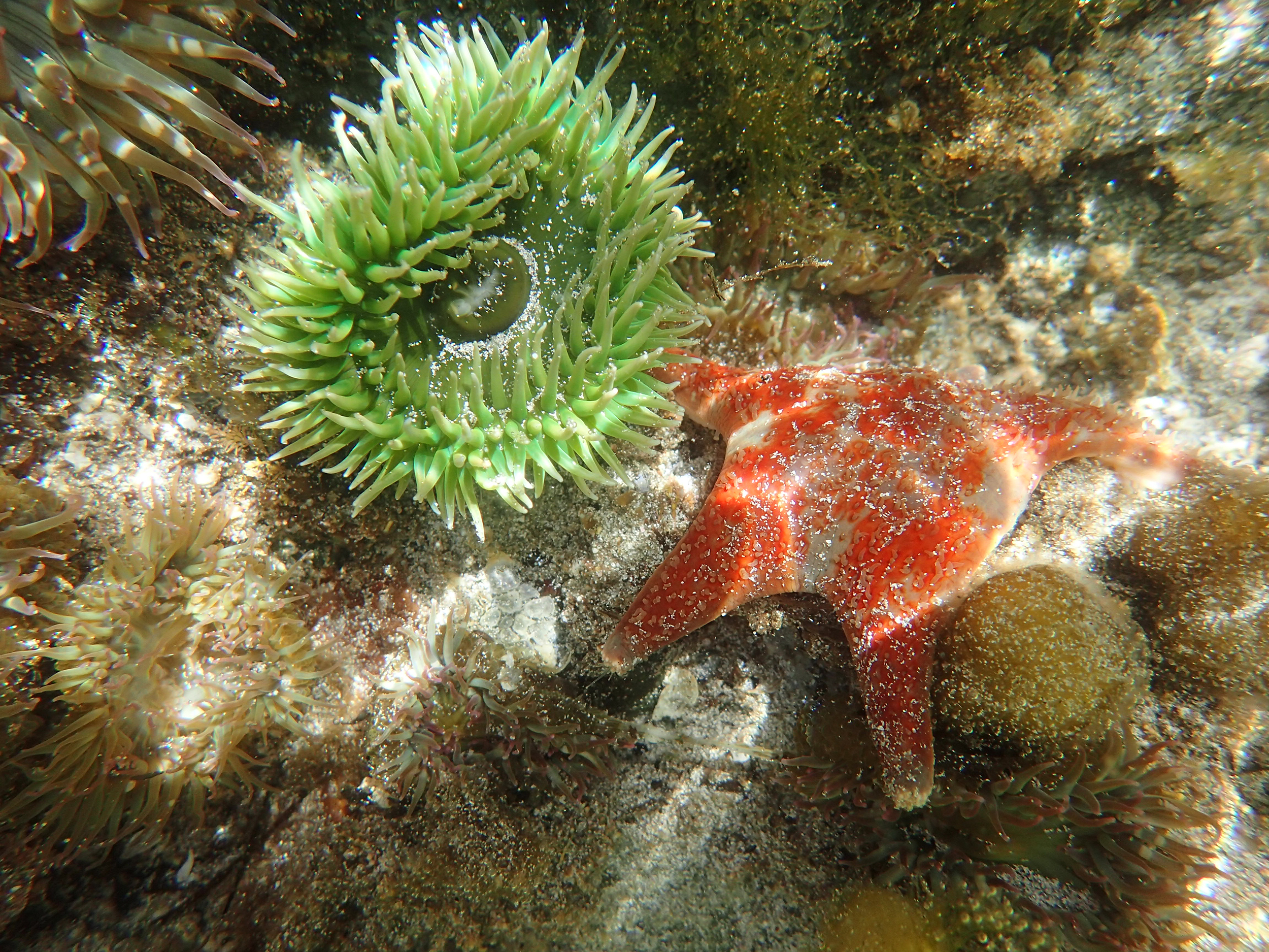 Green Anemone and Orange Starfish Clinging to Rocks Underwater