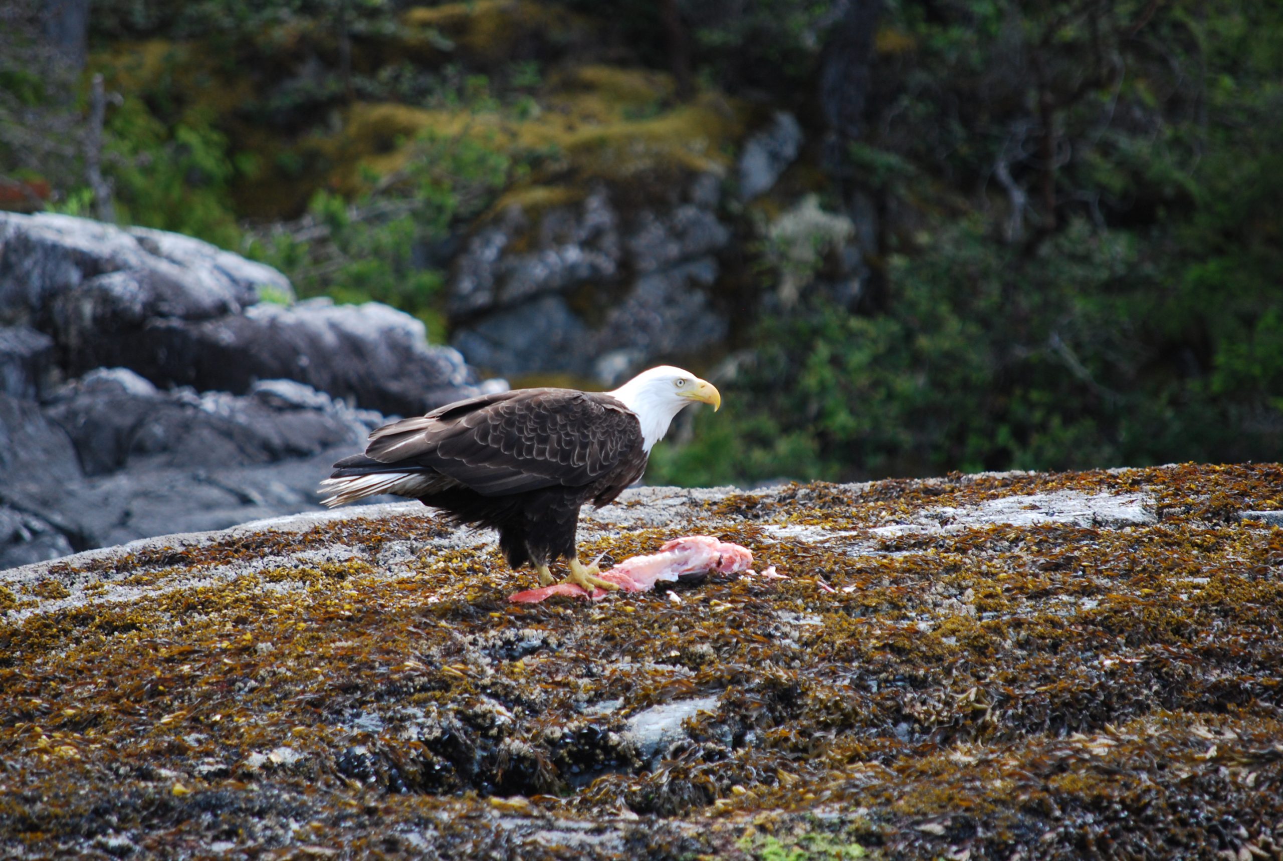 Bald Eagle on Moss-Covered Rock Feeding on Fish Carcass