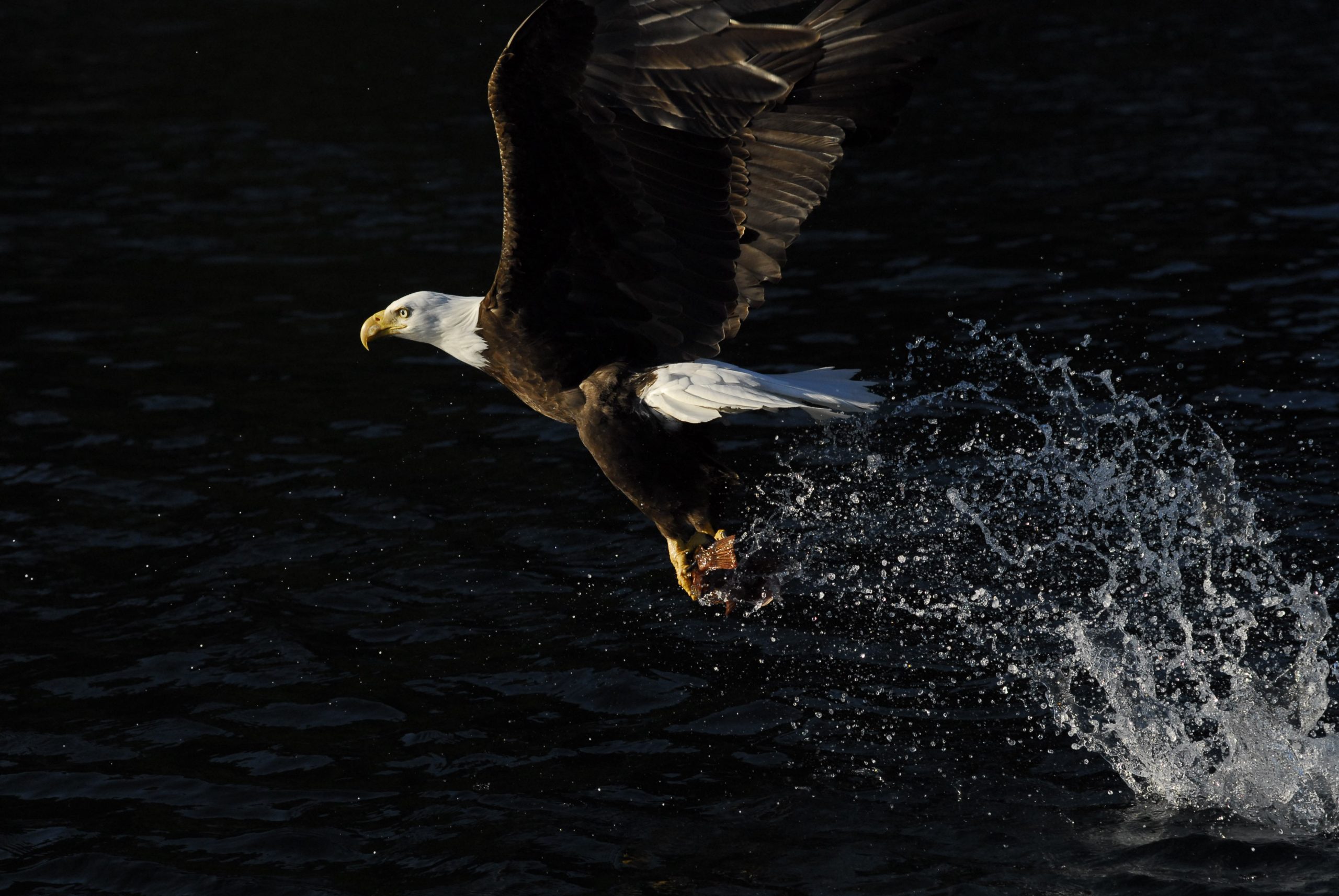 Bald Eagle with Fish in Talons Flying Low Over Dark Waters