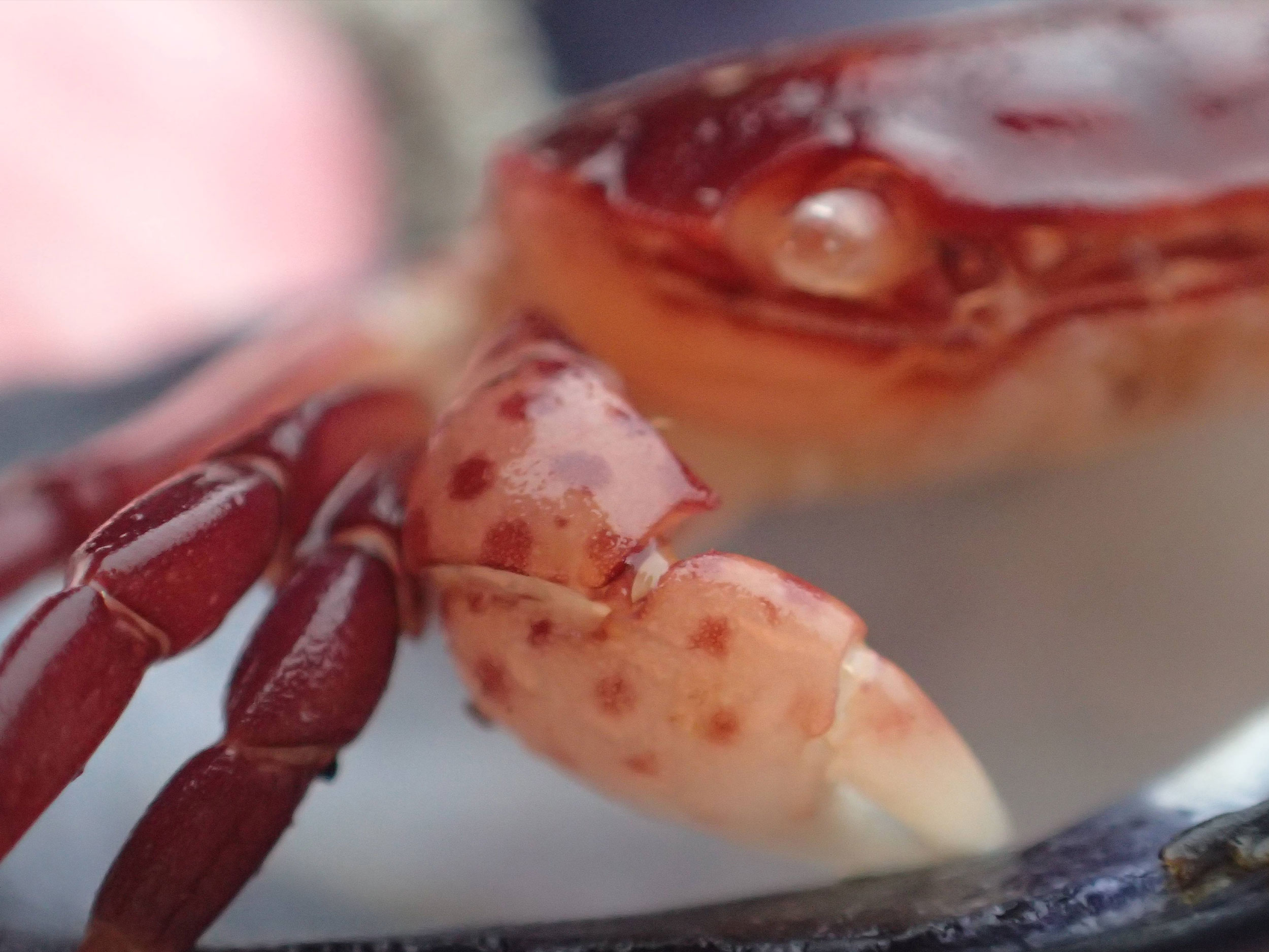 Close Up Orange-Red Crustacean with Spotted Arms