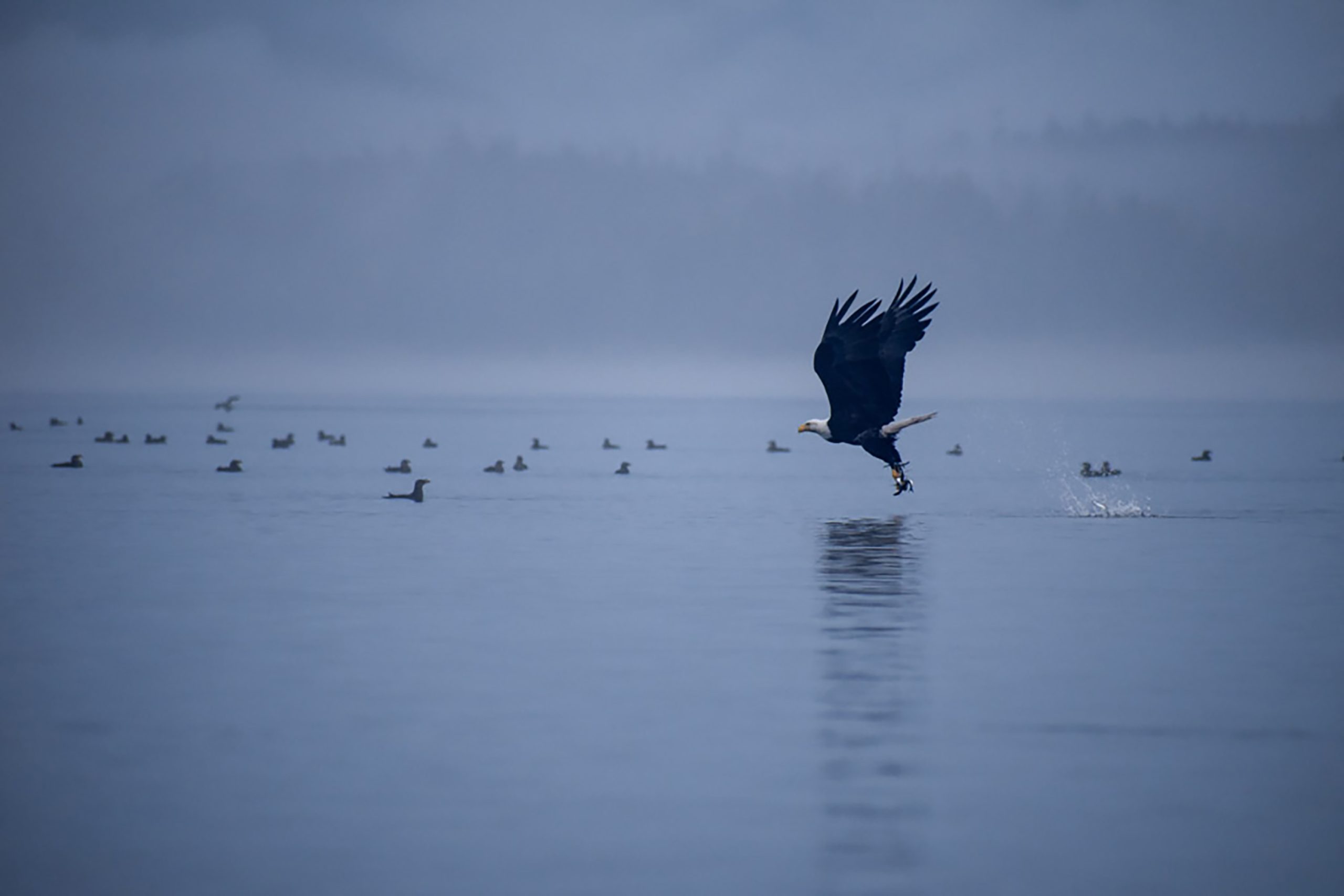 Eagle Flying Low Over Water with Fish in Talons