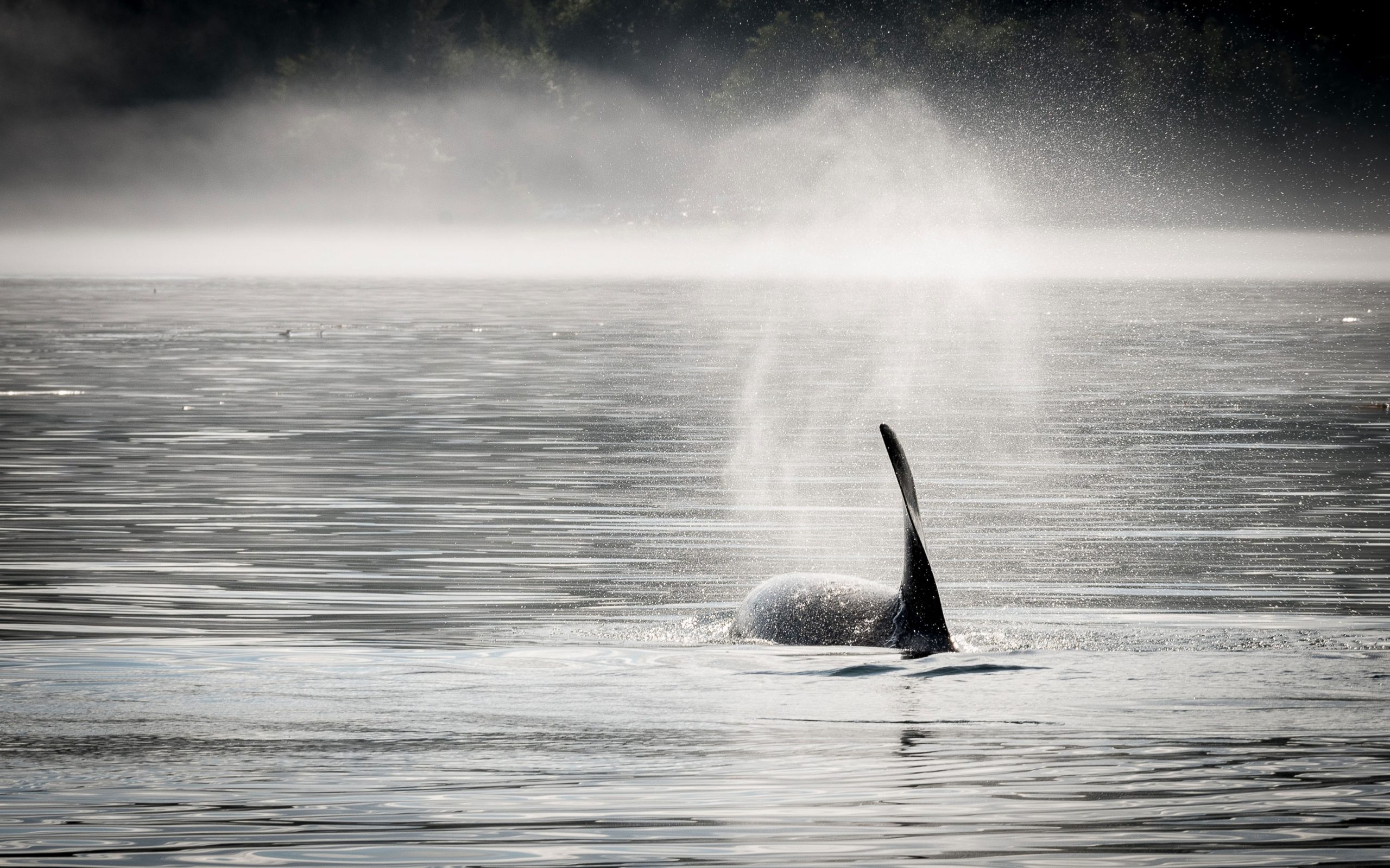 Orca blowing water