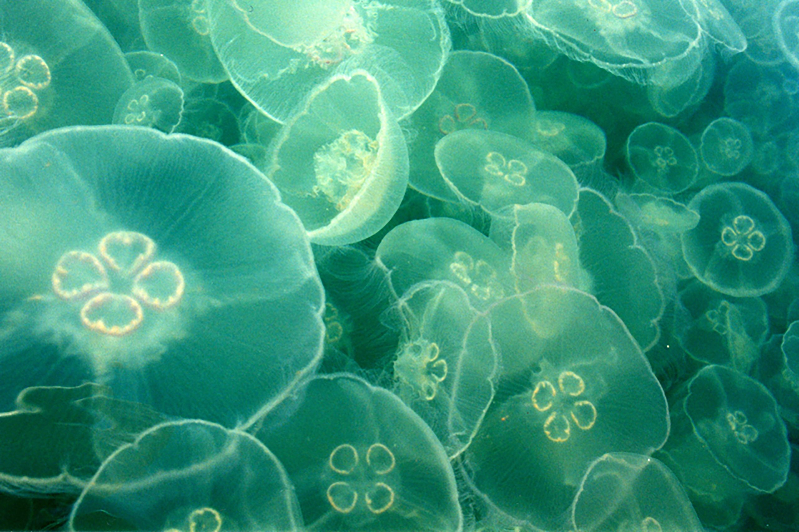 Grouping of Glowing Moon Jellyfish Pulsating Underwater