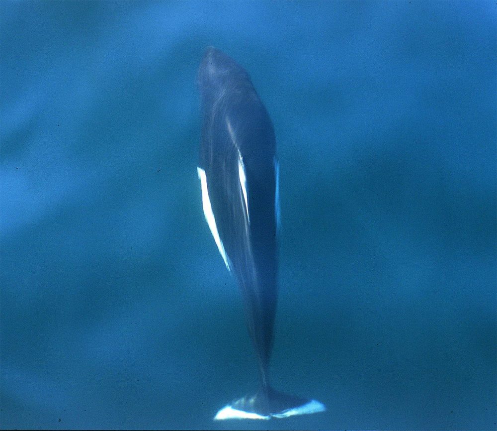 Aerial Shot of a Dall's Porpoise in BC Beneath Blue Water