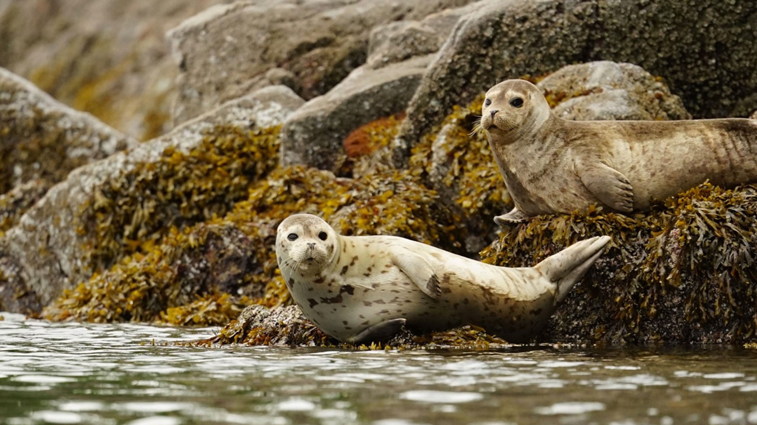 Two Harbour Seal Pups Rest on Seaweed Slathered Rocks at the Tideline in Coastal BC