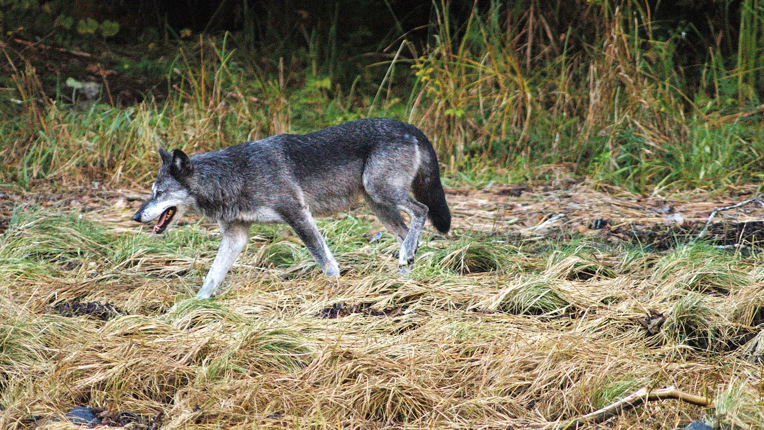 Coastal Wolf Walking in Grassy Landscape in Coastal BC