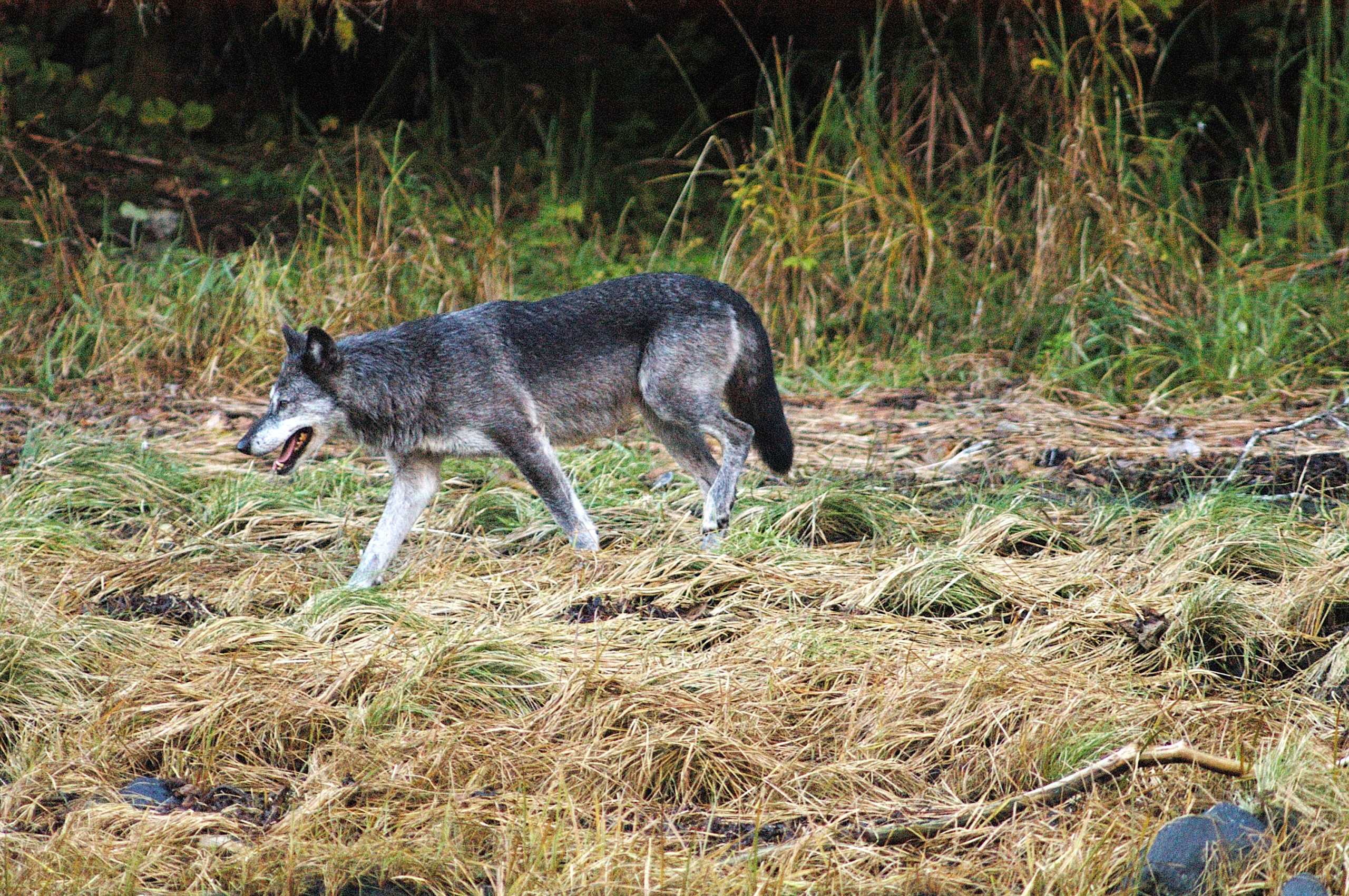 Coastal Wolf with Grey and White Fur Walking in Grassy Landscape in Coastal BC