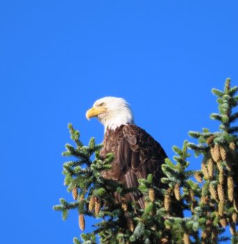 An eagle perched in its nest