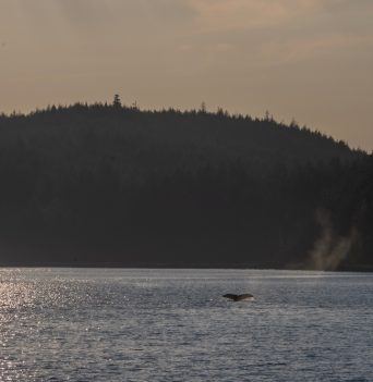 A whale fluking in the Johnstone Strait