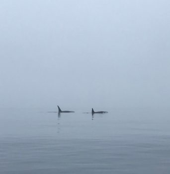 Orca whales in fog in the Johnstone Strait