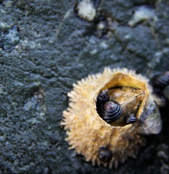 A barnacle and snails up close