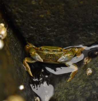 Small crab in rocky shore
