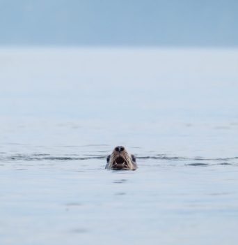 Seal's head poking out of the water