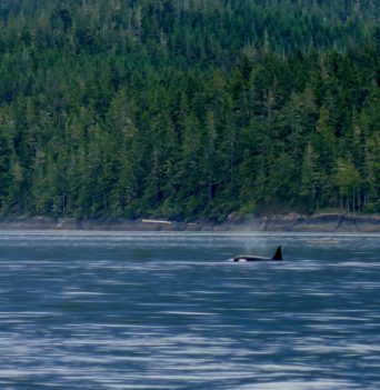 Orca whale in the distance