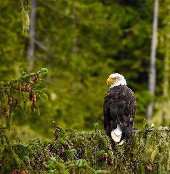 Eagle perched on a tree branch