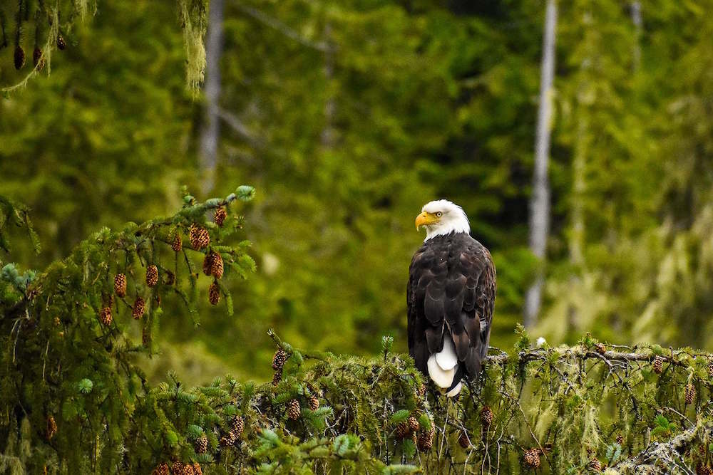 Eagle perched on a tree branch