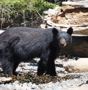 Black bear walking along the BC coast