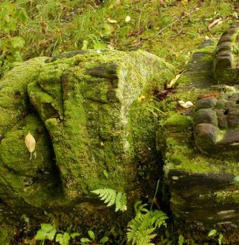 Moss covered rocks and foliage