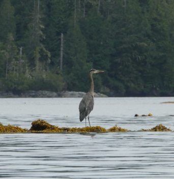 Heron along the shallow waters of Johnstone Strait