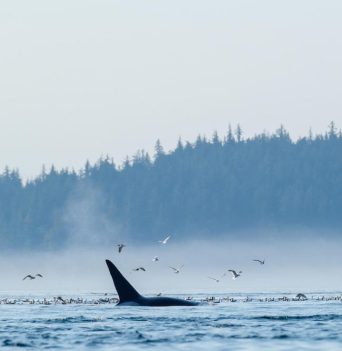 Orca whale fin and birds