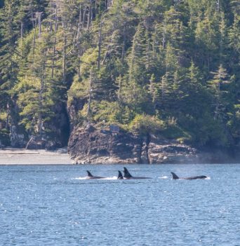 A pod of orcas swimming in the Johnstone Strait