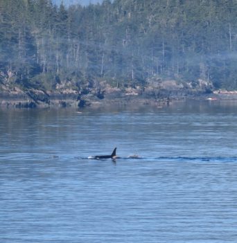 Orca whale surfacing from afar