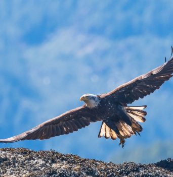 Soaring eagle over cliff