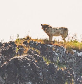 Sea wolf nuchatlitz sound