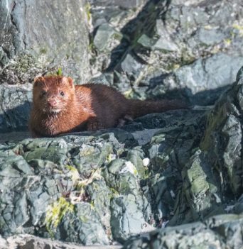 Wildlife nuchatlitz sound