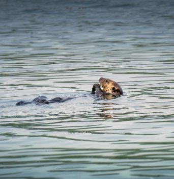 Sea otter nuchatlitz sound