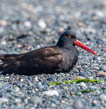 Marine bird resting on beach