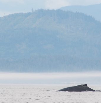 Humpback whale in the distance