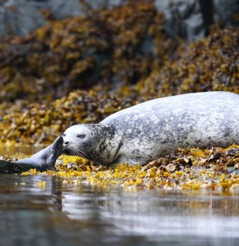 Seal and pup along the shore
