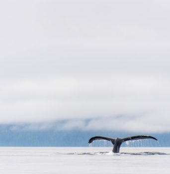 Humpback whale tail along Johnstone Strait
