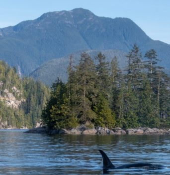 Orca whale in Johnstone Strait