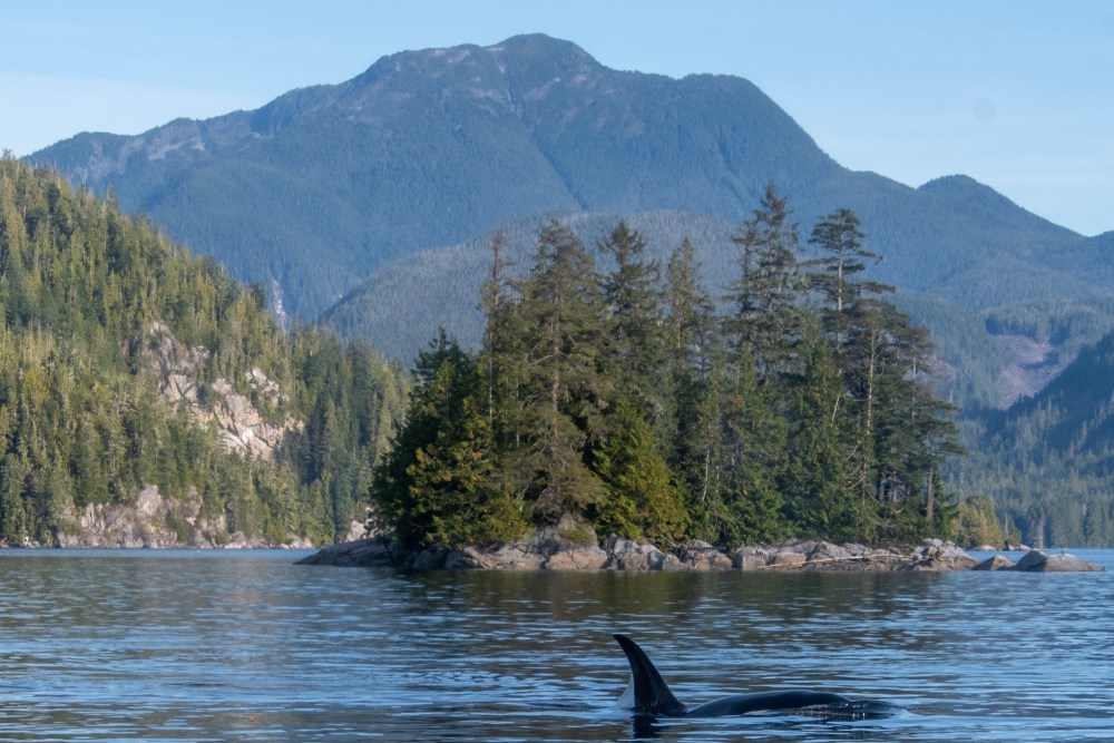 Orca whale in Johnstone Strait