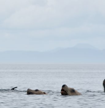 Seals poking out of the water