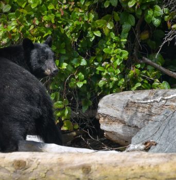 Black Bear on a log