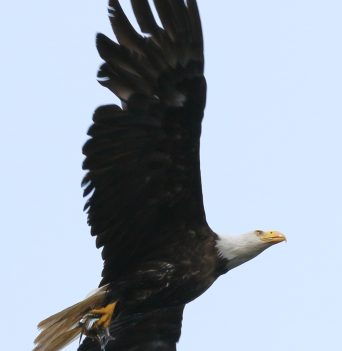 Soaring eagle