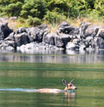 Deer swimming in the ocean