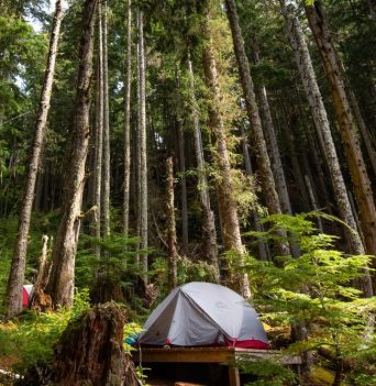 Tent site amongst tower forest trees