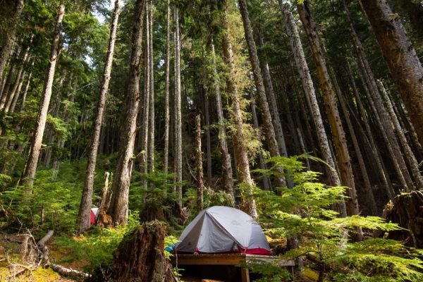 Tent site amongst tower forest trees