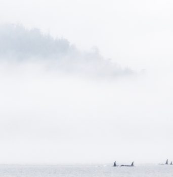 Pod of orca whales in the Johnstone Strait