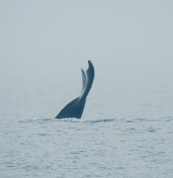 Humpback tail descending from afar