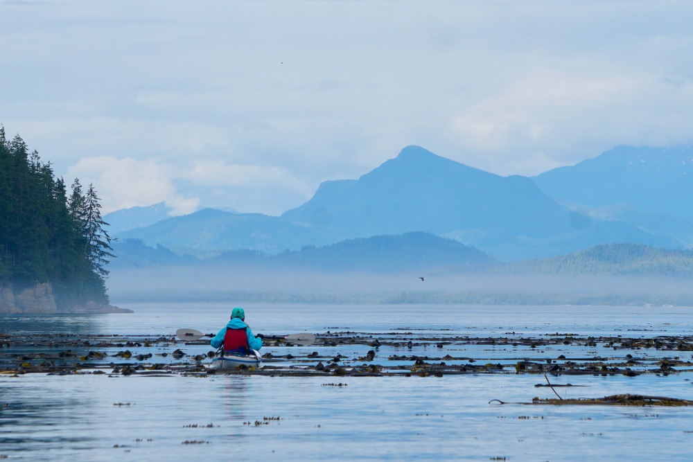 Kayaker Paddles through Bull Kelp with Blue Layered Mountains in Backdrop, Coastal BC