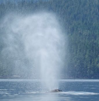 Humpback whale blowing water into air from afar