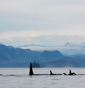 Pod of adult and baby orcas swimming in blackfish sound